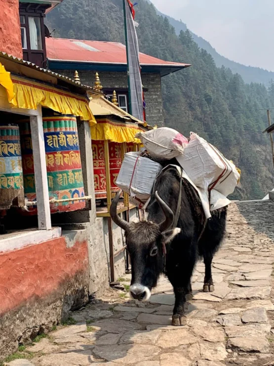 A yak carrying heavy loads walks along a stone path beside colorful prayer wheels and buildings in a mountainous area.