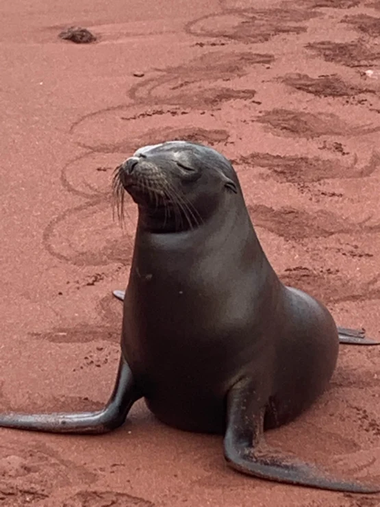 A seal sits on a sandy beach with its eyes closed, facing forward. The sand is reddish-brown and appears damp.