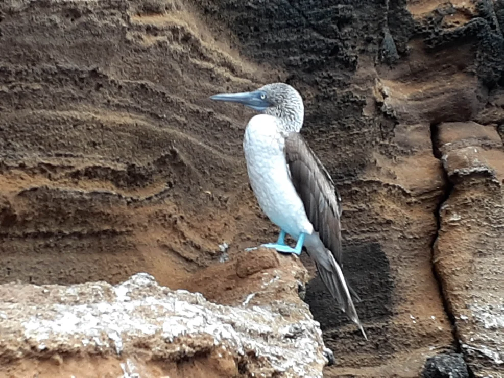 A blue-footed booby stands on a rocky ledge against a textured rock wall.