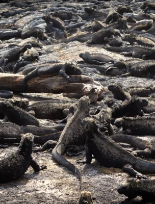 Numerous marine iguanas are gathered on a rocky shore, with some resting on a log.