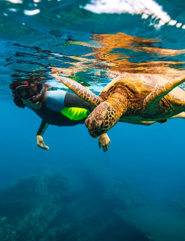 A snorkeler swims close to a sea turtle underwater in clear, blue ocean water.