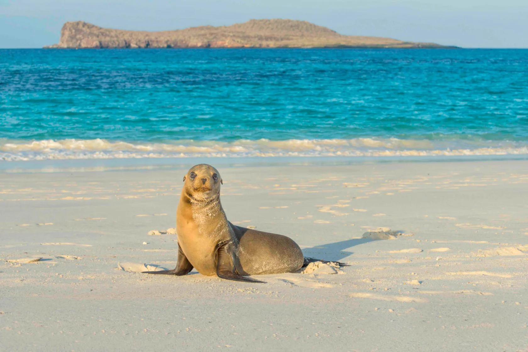 A sea lion sits on a sandy beach with the ocean and an island in the background.