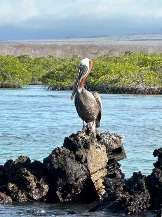 A pelican stands on a dark rock in the water, with green shrubs and distant landscape in the background.