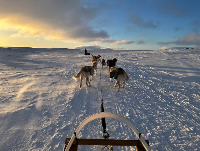 A team of sled dogs pulls a sled across a snowy landscape at sunset, with another team visible in the distance under a partly cloudy sky.