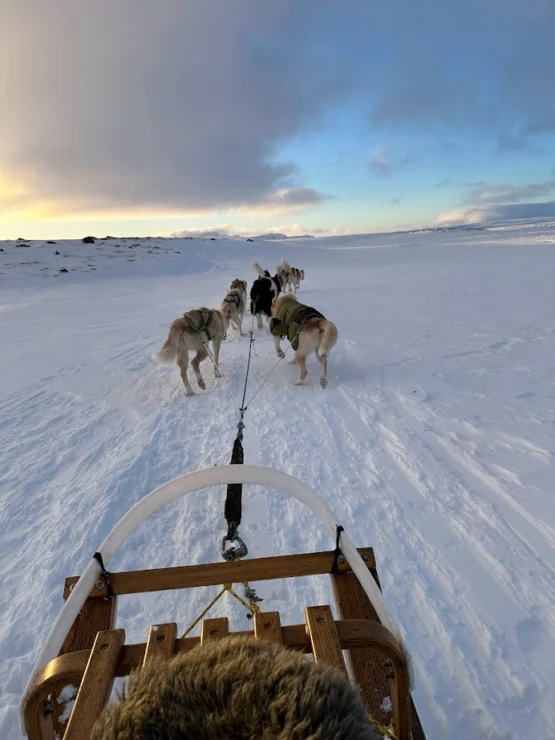 Dogs pulling a sled.