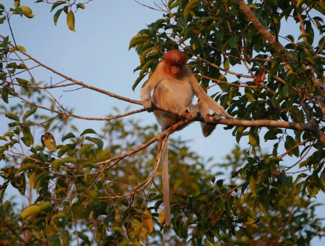 A proboscis monkey sits on a tree branch surrounded by green leaves and clear blue sky.