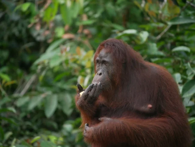 An orangutan is sitting in a forested area, eating a banana, with foliage in the background.