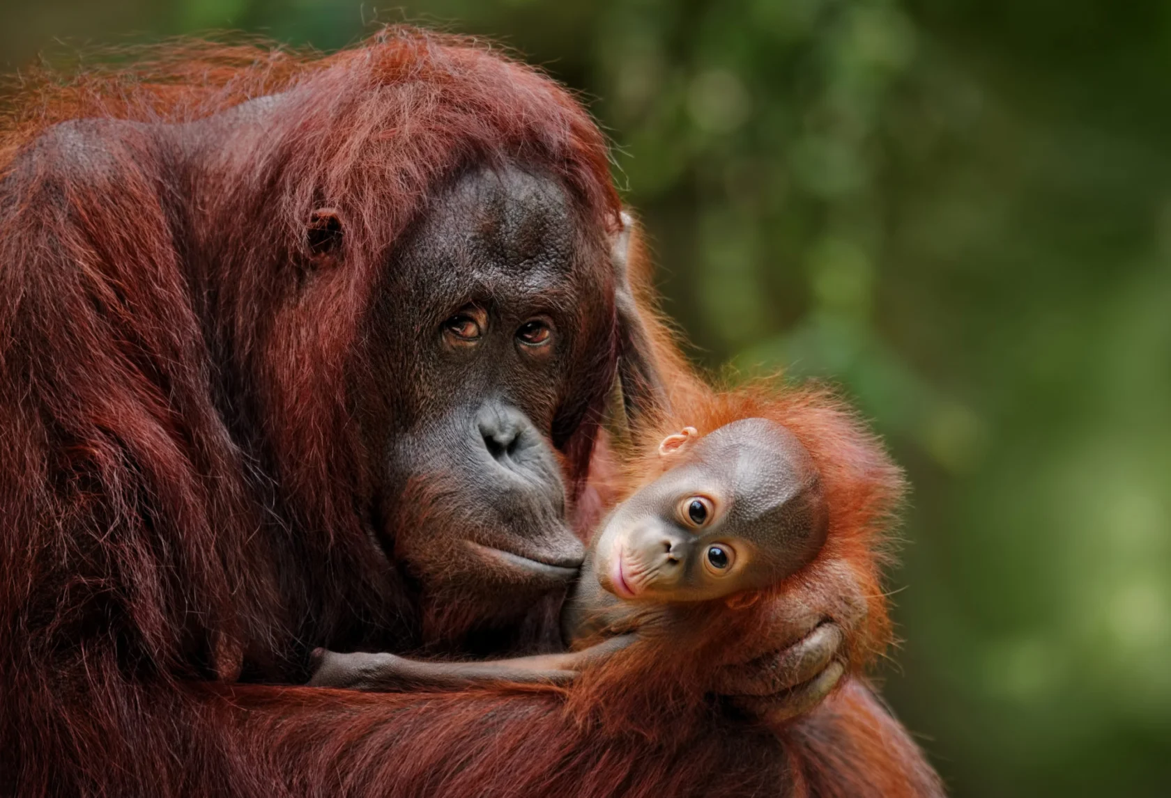 An orangutan and its baby.