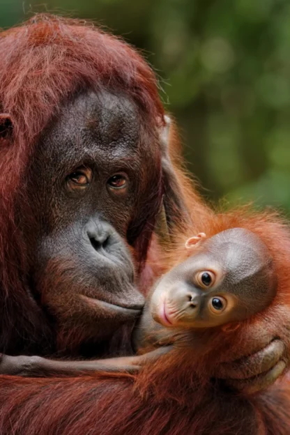 An orangutan and its baby.