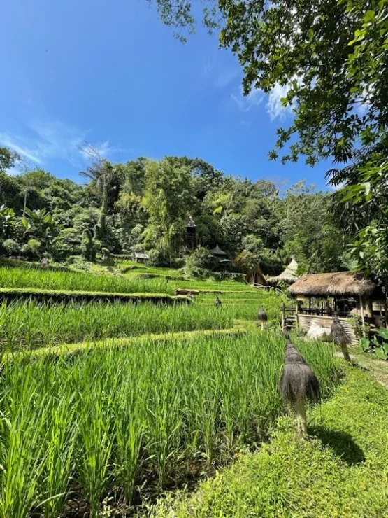 Lush green rice terraces under a clear blue sky, surrounded by dense tropical foliage and a thatched-roof structure.