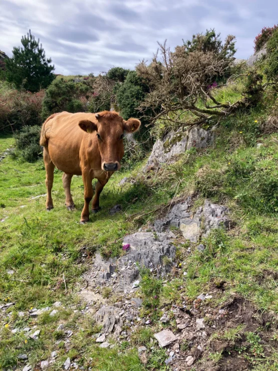 A brown cow stands on a grassy, rocky hillside with shrubs and trees under a cloudy sky.