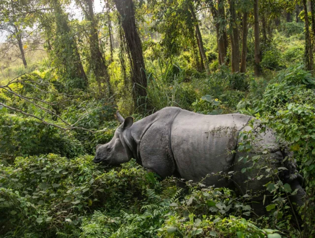 A rhinoceros grazing in a lush, dense forest setting, surrounded by tall trees and greenery.