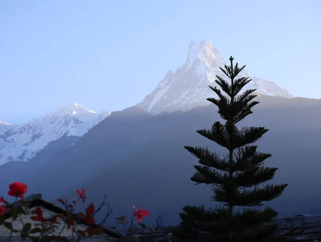 A silhouette of a pine tree stands against a mountain backdrop, with snow-capped peaks visible in the distance and red flowers in the foreground.