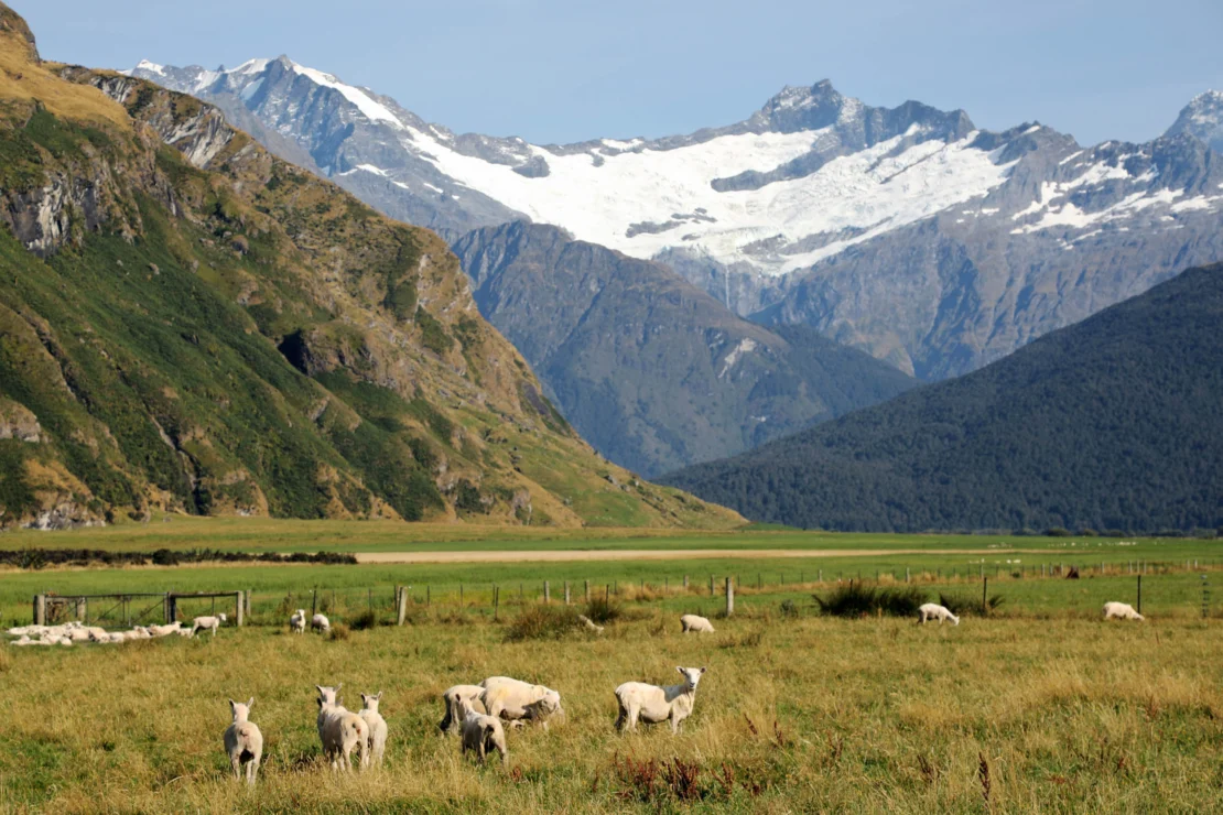 Sheep graze in a grassy field with a backdrop of green hills and snow-capped mountains under a clear sky.