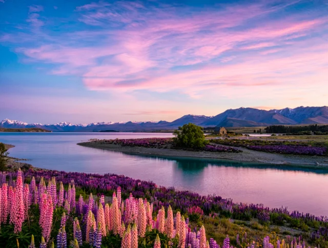 A serene lake landscape with vibrant pink and purple lupines in the foreground, mountains in the background, and a pastel sunset sky above.