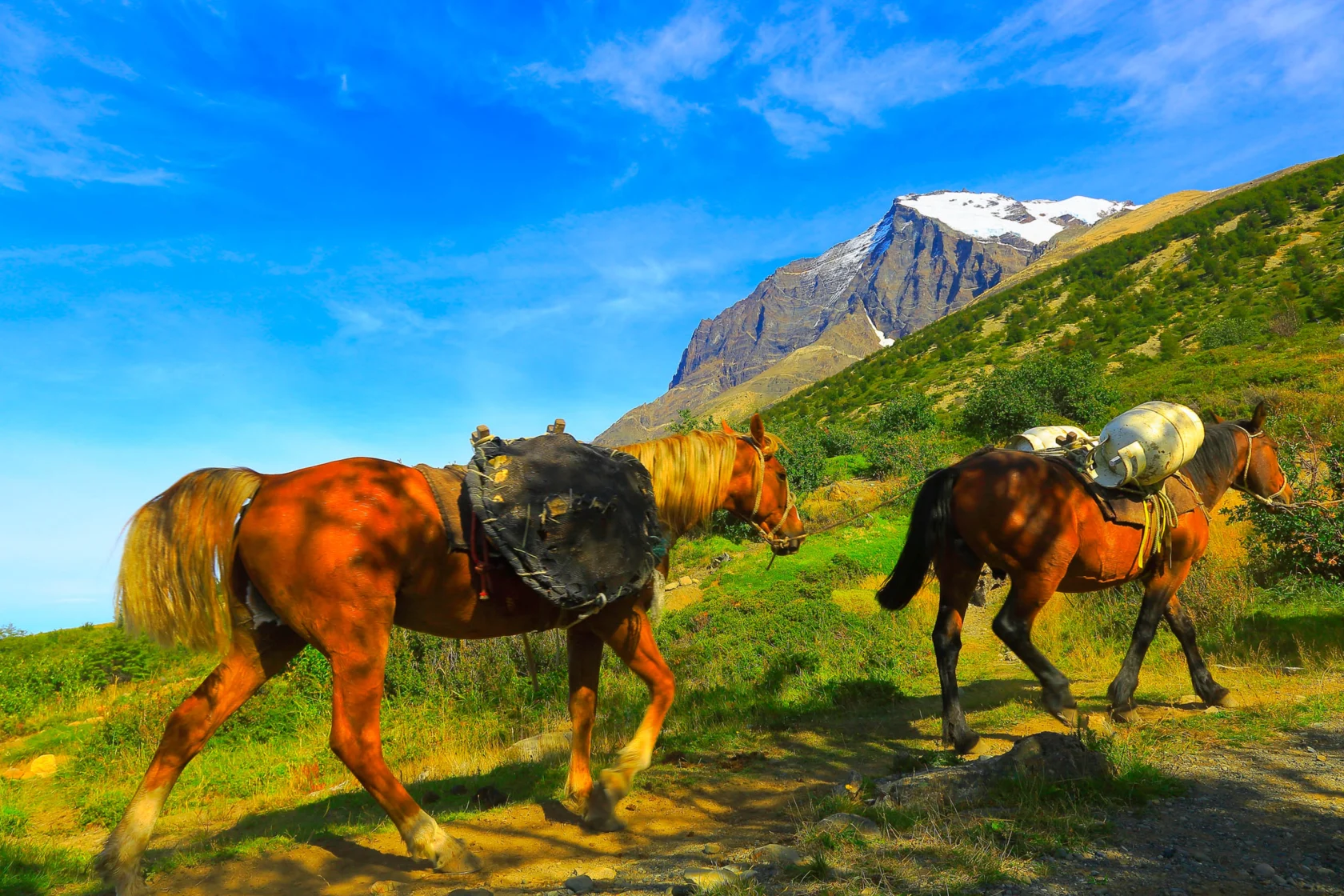 Two saddled horses walk along a trail with a snow-capped mountain and a clear blue sky in the background.