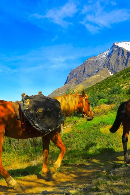 Two saddled horses walk along a trail with a snow-capped mountain and a clear blue sky in the background.