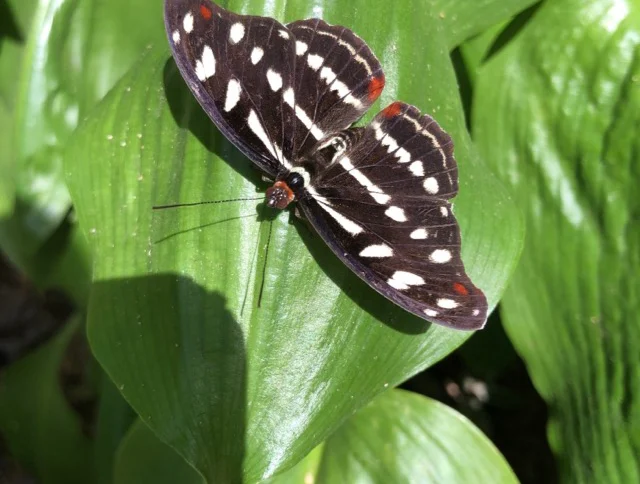 A black butterfly with white and orange spots resting on a green leaf.