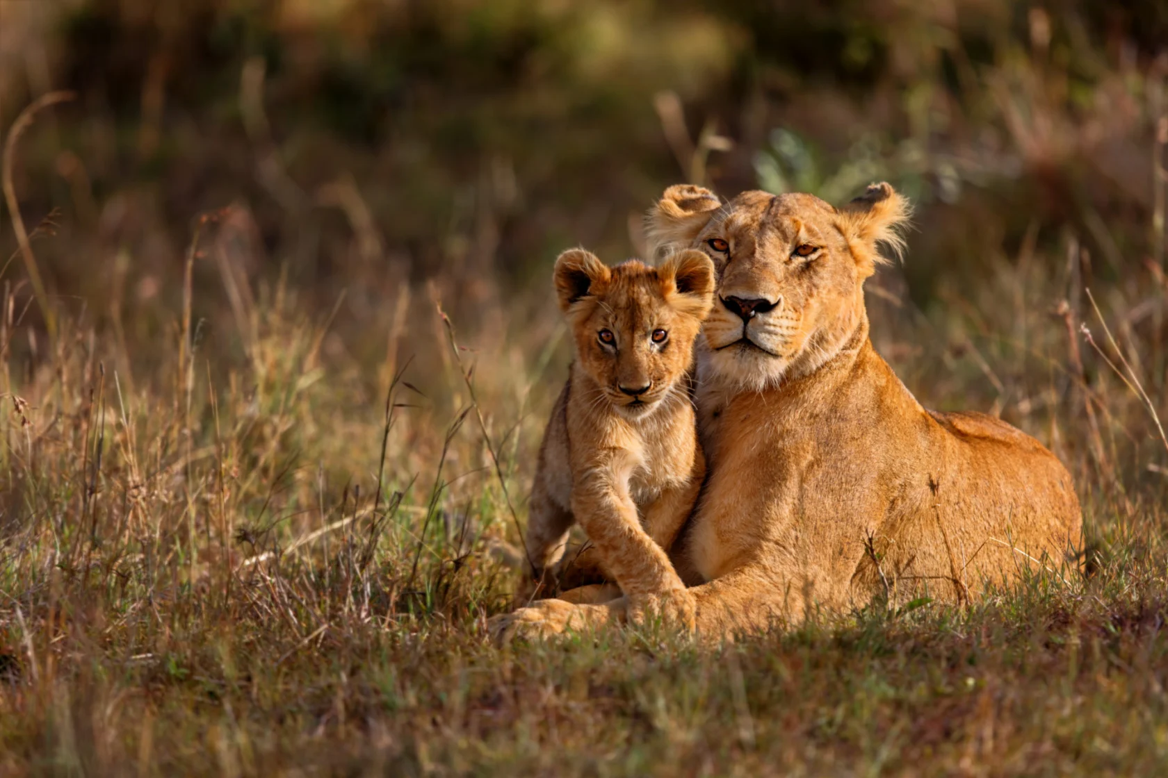 lions hanging out