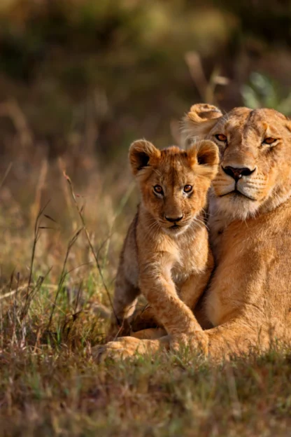 lions hanging out