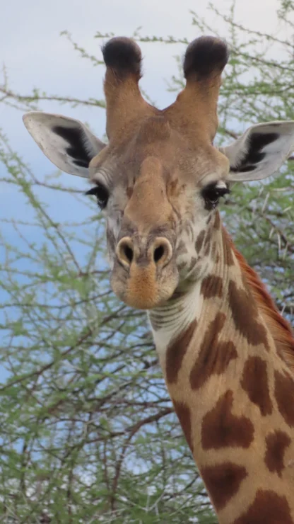 Close-up of a giraffe against a backdrop of green branches and a blue sky.