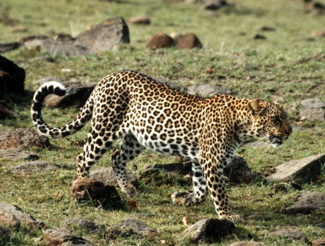 A leopard walking on grassy terrain with scattered rocks.