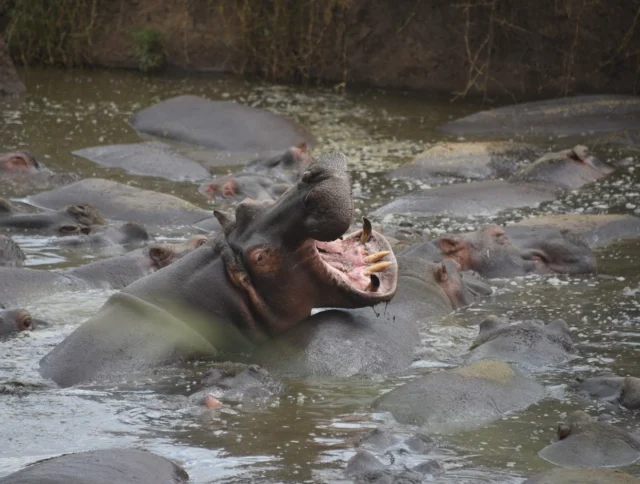 A group of hippos partially submerged in water, with one hippo in the center opening its mouth wide.