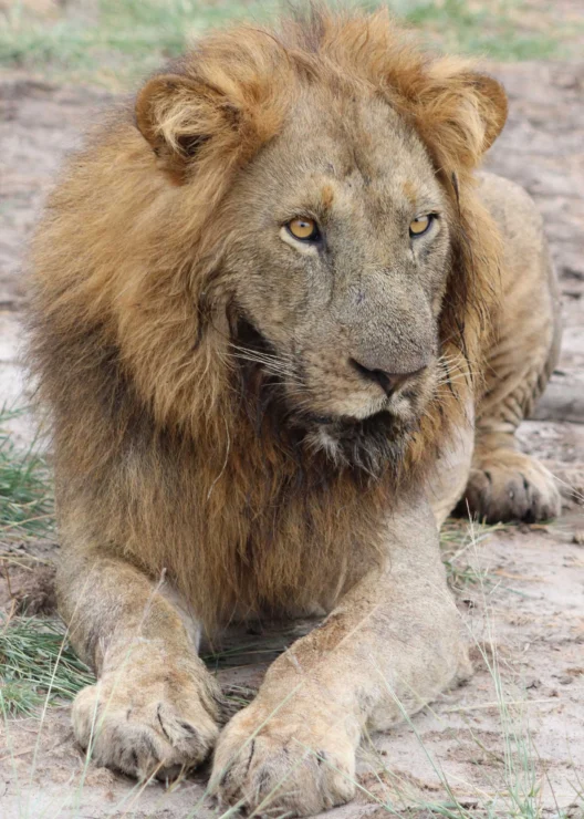 A lion with a full mane lies on the ground, gazing intently ahead, surrounded by dry grass and soil.