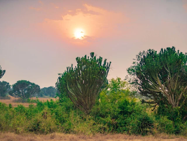 Sun setting over a savanna landscape with tall cactus-like trees and grassy terrain in the foreground.