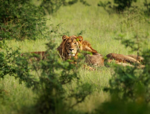 A lion resting in tall grass with another lion partially visible behind, surrounded by lush greenery.