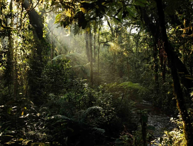 Dense rainforest with sunbeams filtering through the canopy, illuminating lush greenery and a small stream below.