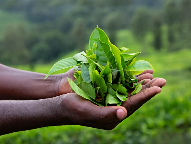 A person holds a handful of fresh green leaves with a blurred lush landscape in the background.