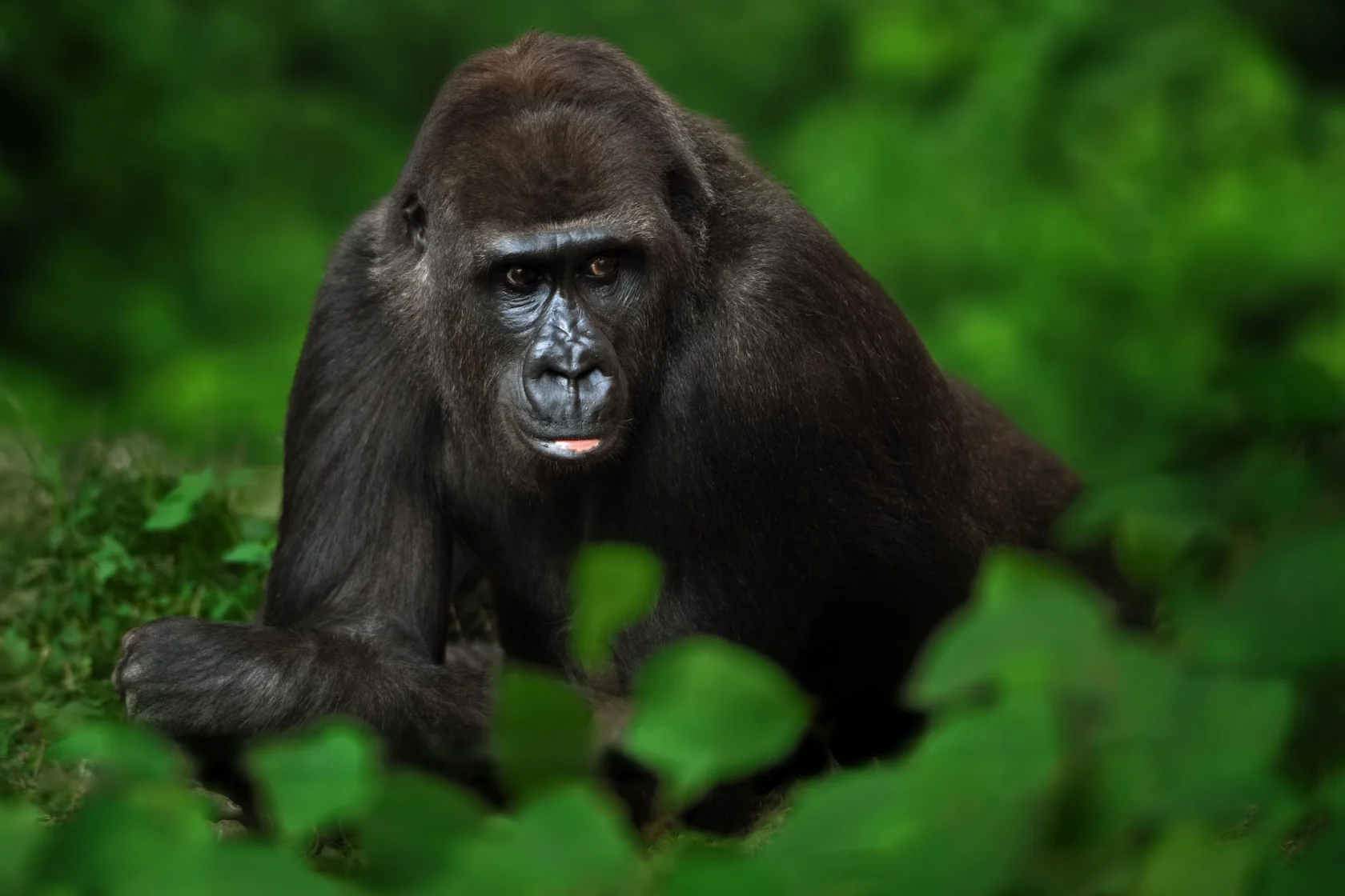 A gorilla in a forest.