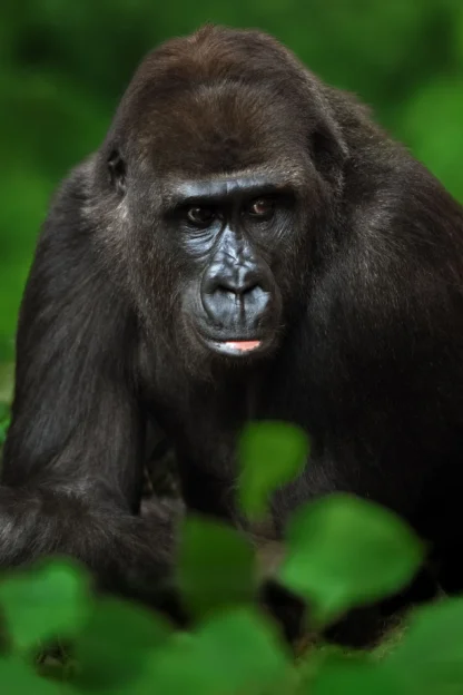 A gorilla in a forest.