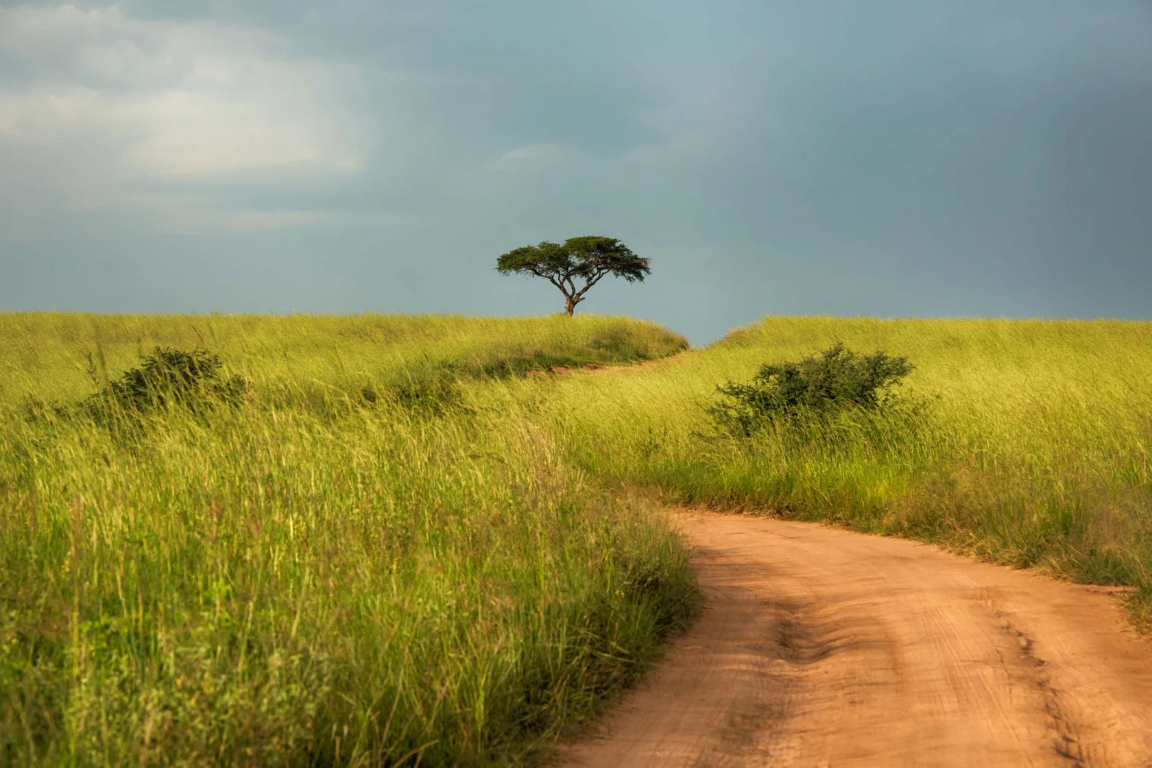 A grassy landscape in Uganda.