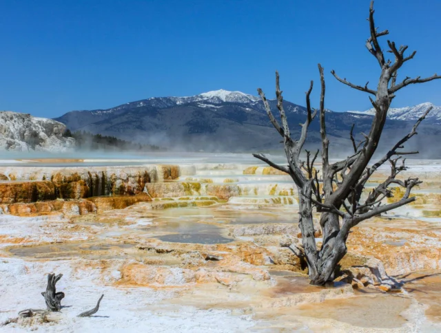 A barren tree stands near colorful geothermal terraces at Mammoth Hot Springs, with a mountain range in the background under a clear blue sky.