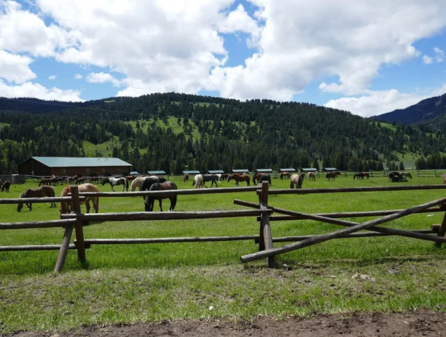 Horses grazing in a grassy field with wooden fencing, trees, and hills in the background under a partly cloudy sky.