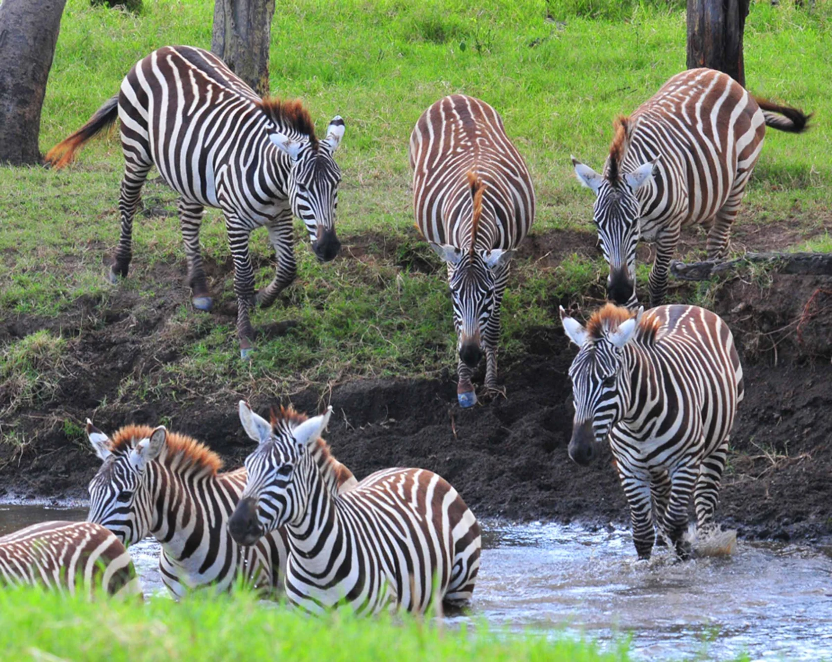 A group of zebras crossing a shallow stream, some standing in water while others walk on grass, surrounded by green vegetation.