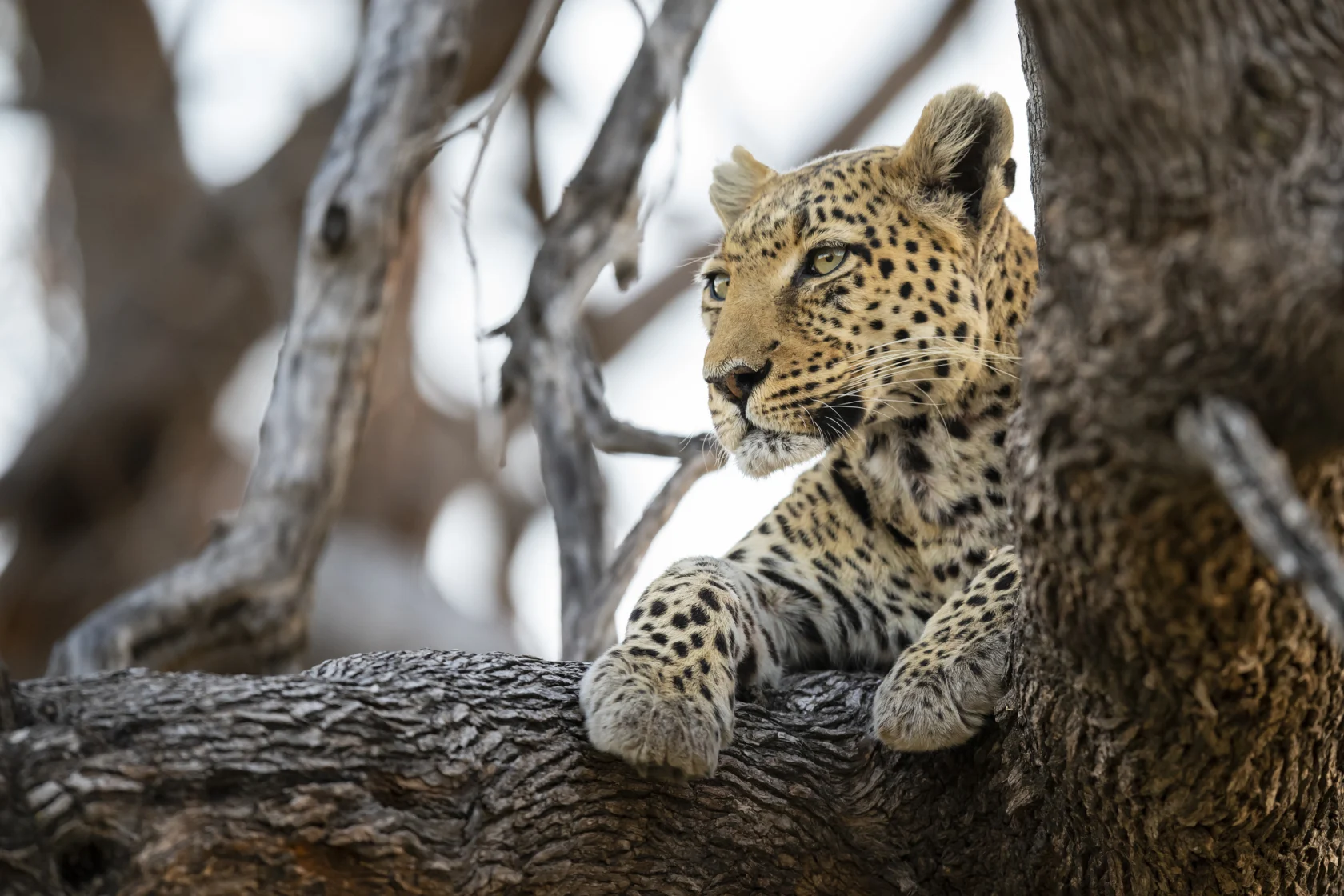 Leopard rests on a tree branch, gazing intently to the side amidst a backdrop of branches.