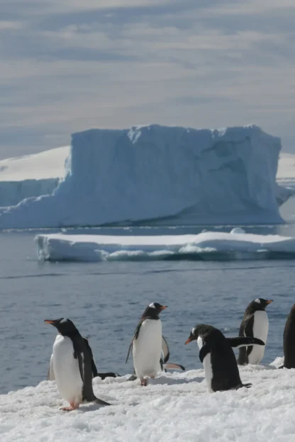 A group of penguins stands and waddles on snowy ground near the ocean with large icebergs in the background.