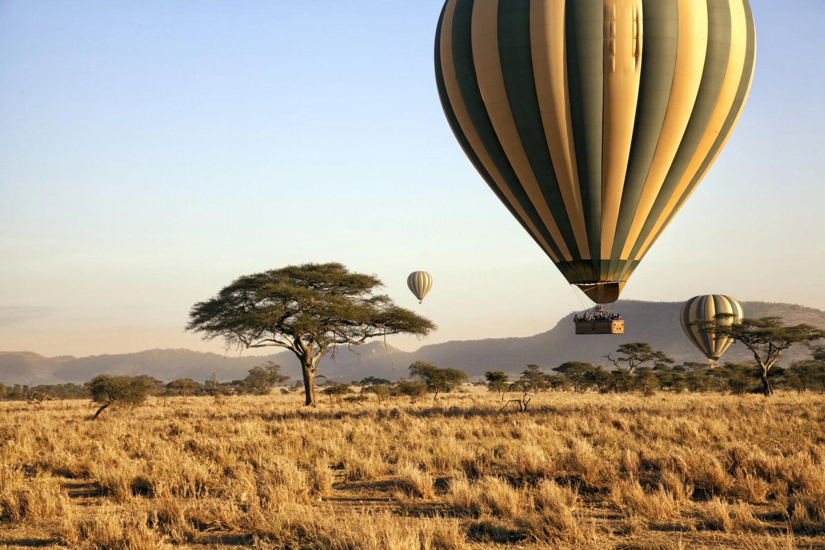 Hot air balloons float over a grassy savanna landscape with acacia trees under a clear sky.