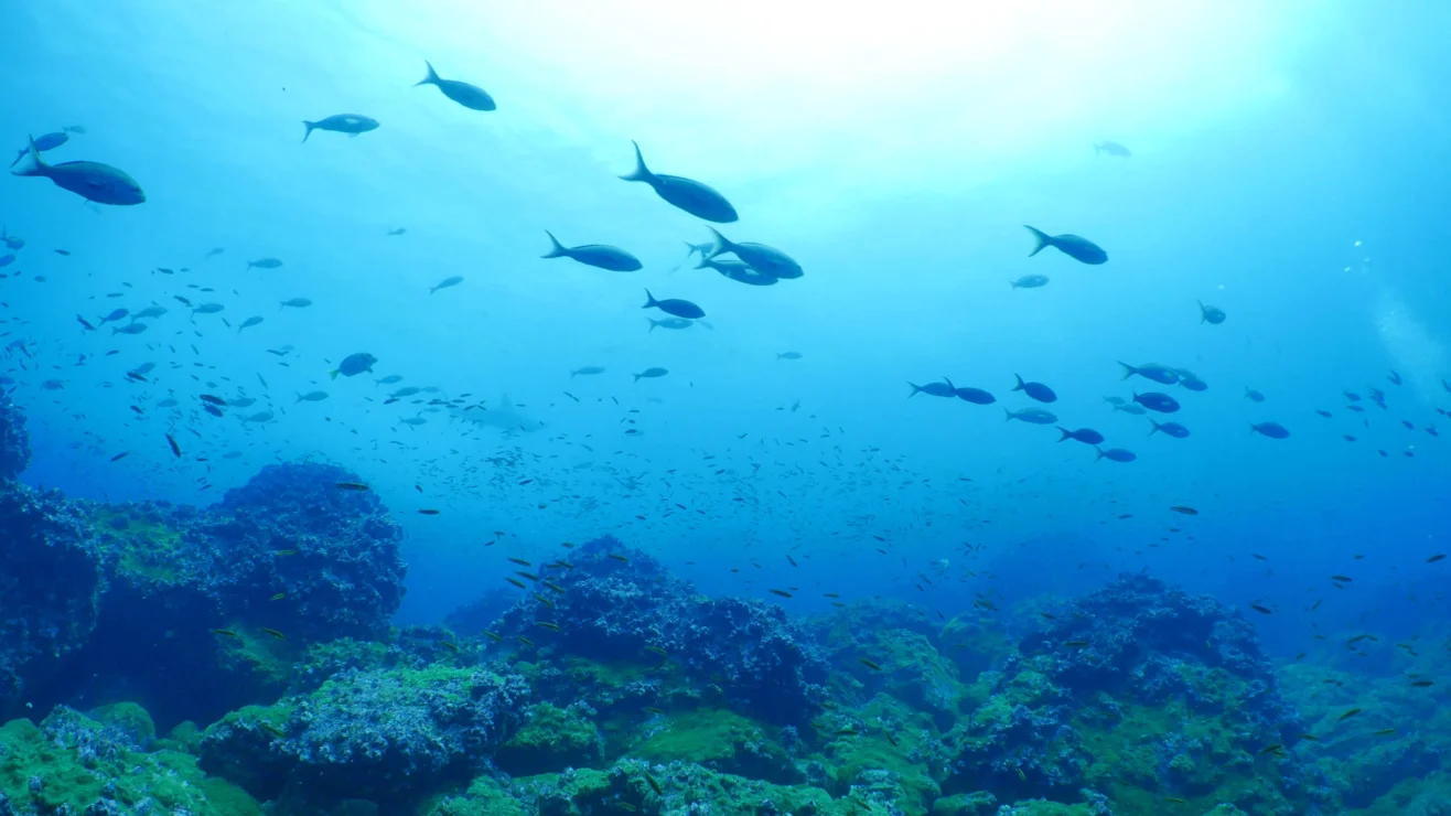 A school of fish swims above rocky, grassy seabed under clear blue water.