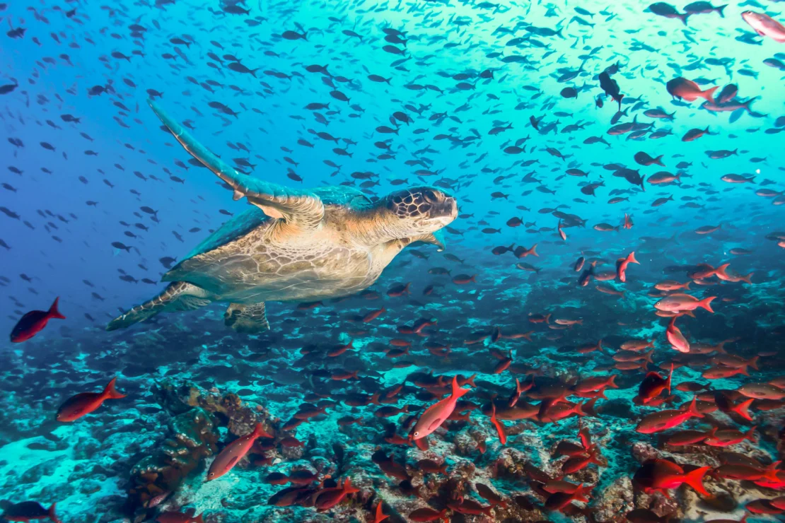 A sea turtle swims surrounded by a school of red fish over a coral reef in clear blue water.