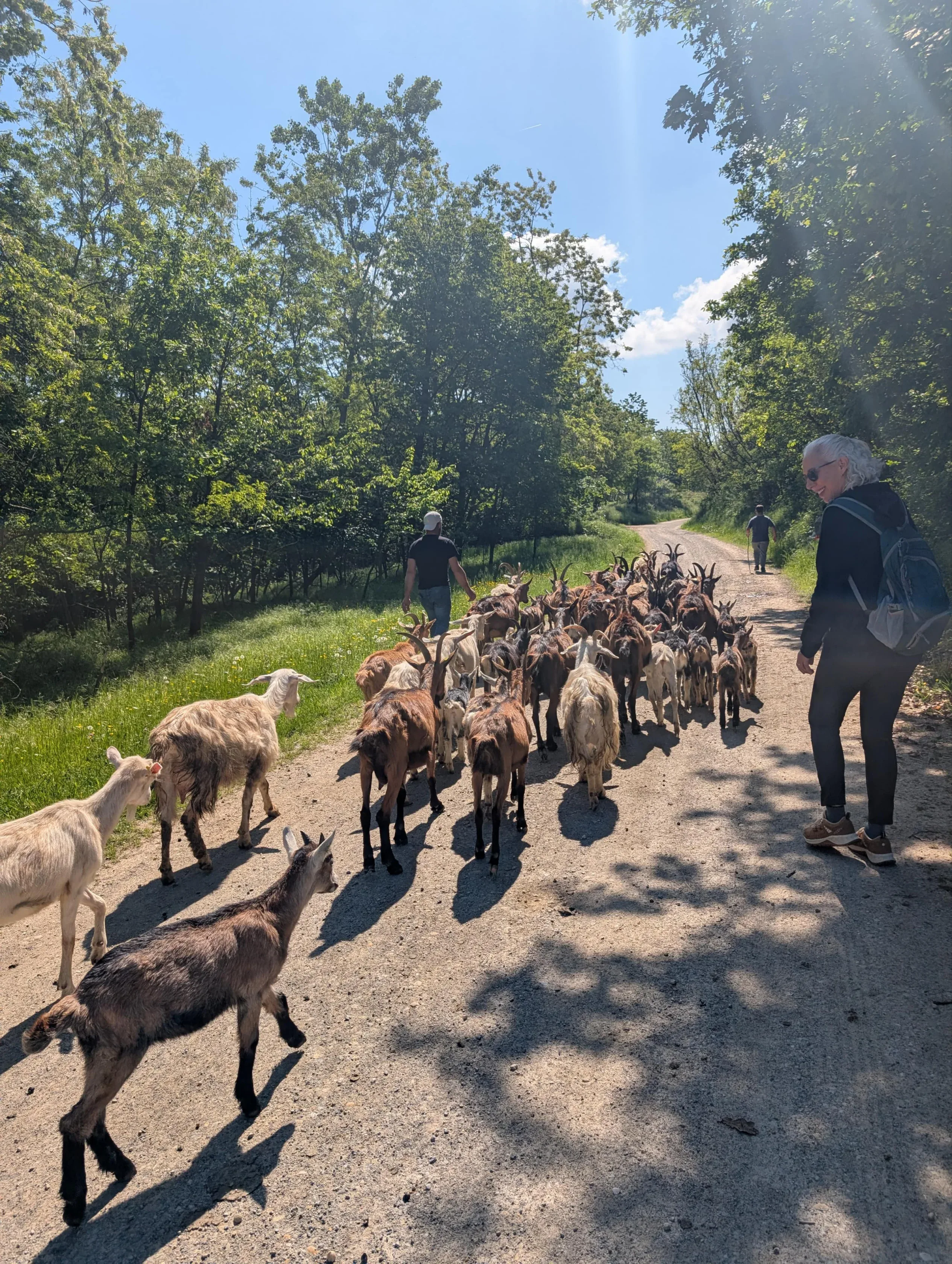 A group of goats walking along a sunny dirt road, accompanied by two people; trees line both sides of the path.