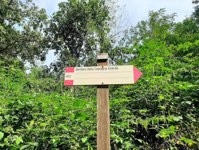 Wooden trail sign labeled "Sentiero della Castagna Granda" with a number "403," surrounded by lush green foliage and trees.