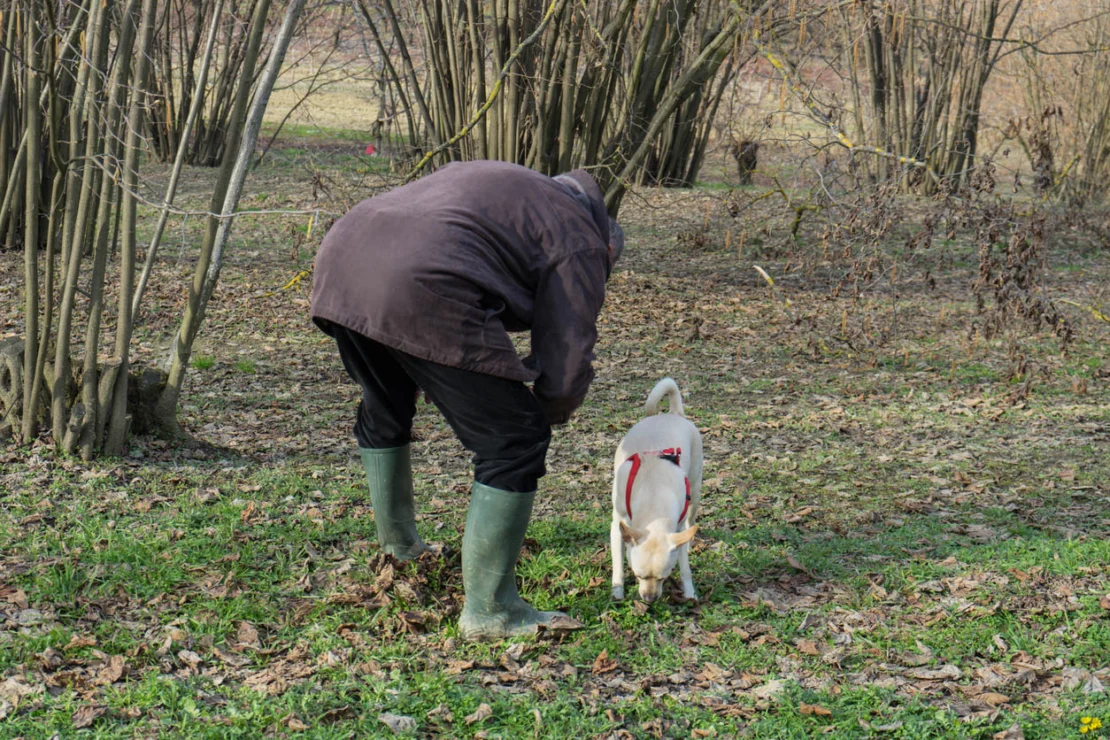 A person with their dog.