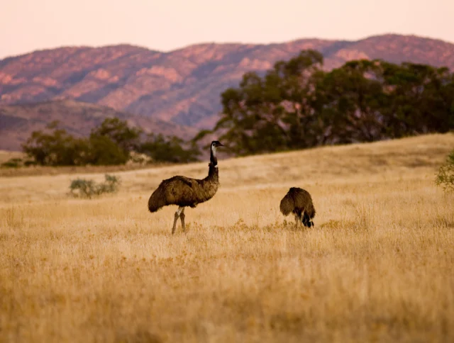 Two emus stand in a grassy field with trees and mountains in the background under a pink sky.