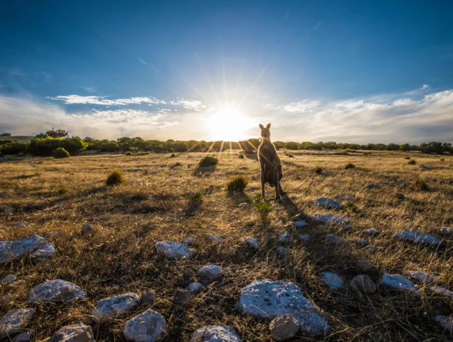 Kangaroo standing in a vast, grassy field with rocks, facing a bright sun low on the horizon.