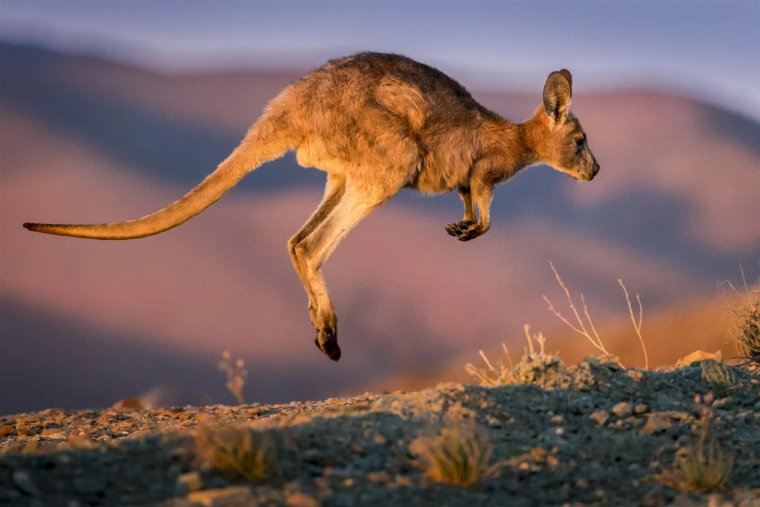 A kangaroo is mid-air, leaping across a dry landscape with blurred mountains in the background.