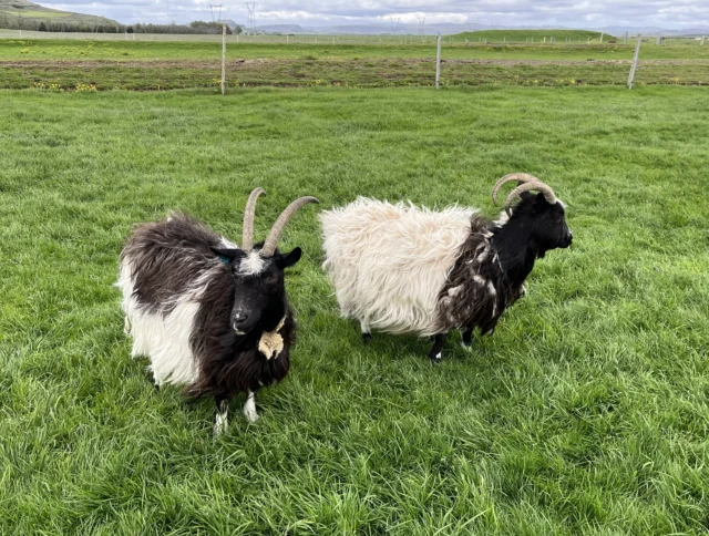 Two horned sheep with shaggy black and white coats stand on green grass in an open field under a cloudy sky.